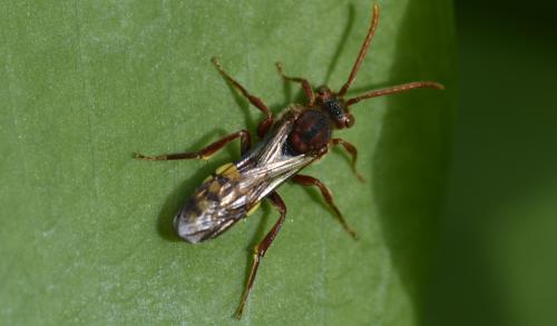 Nomada sp.
